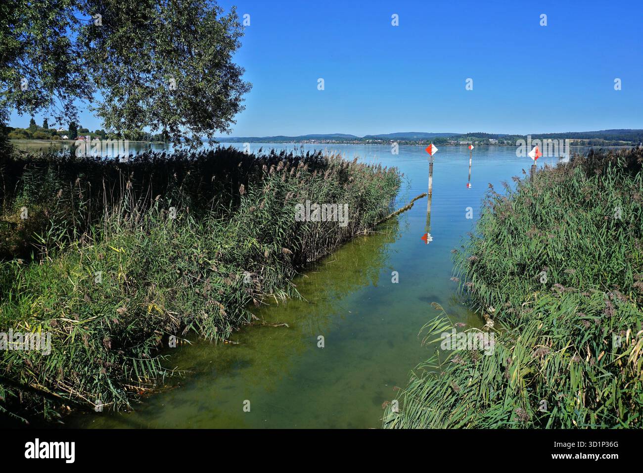 Wollmatinger Ried près de l'île de Reichenau ; lac de Constance ; Bade-Württemberg ; Allemagne Banque D'Images