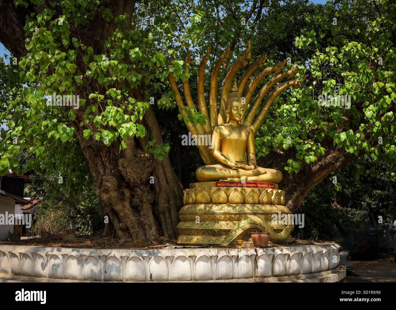 Luang Prabang, Laos - 08 mars 2025 : statue de Bouddha doré avec roi naga sous un vieil arbre bodhi (figue sacrée) dans les jardins du temple Wat Wisunarat. Banque D'Images