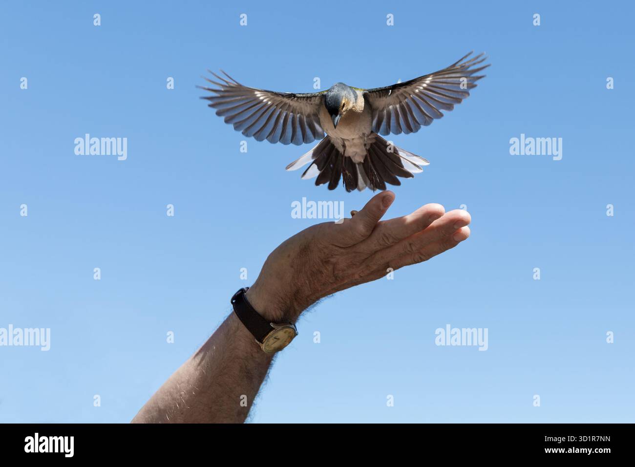 Le petit oiseau cueille des cacahuètes d'une main mâle Banque D'Images