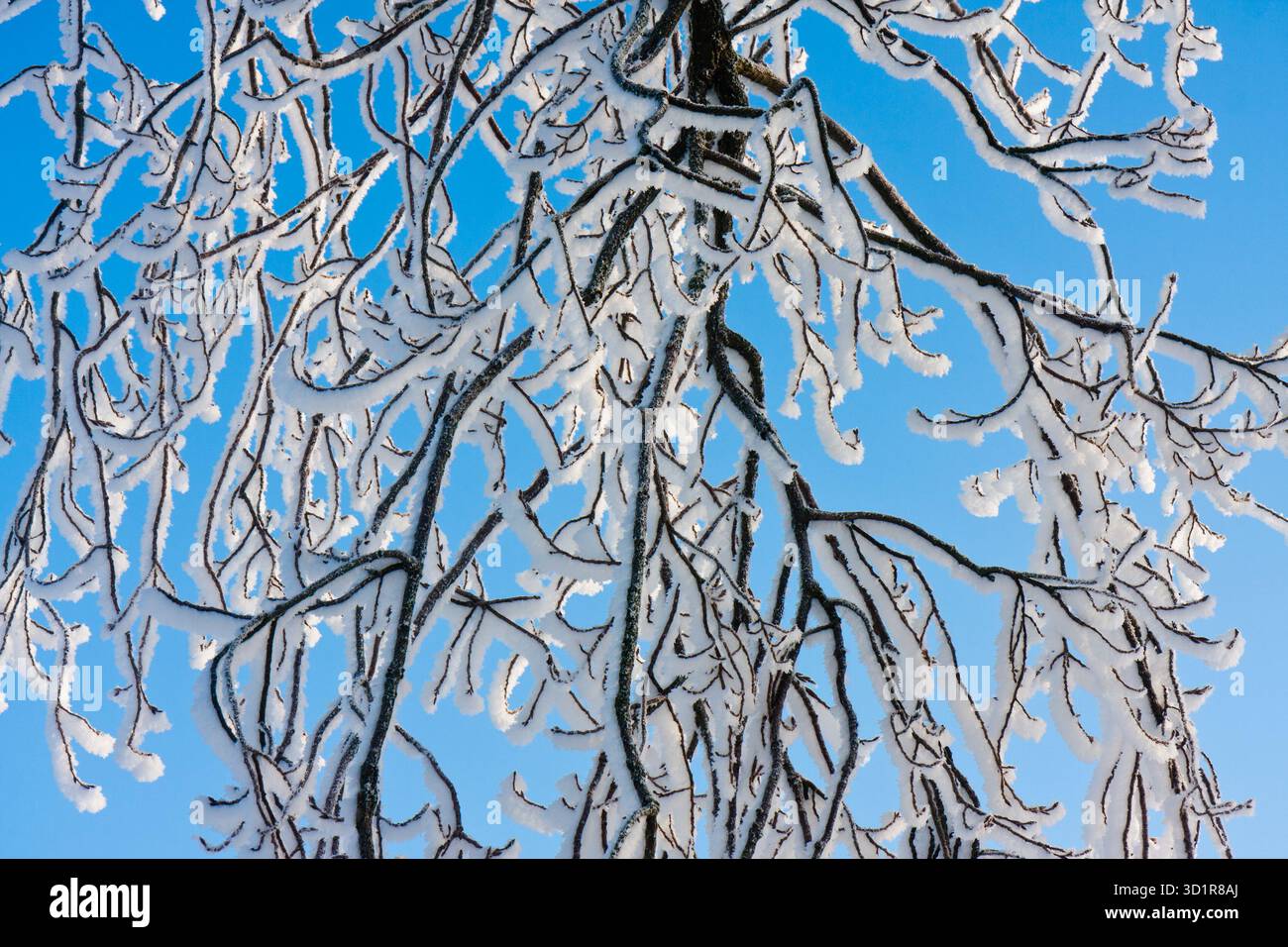 Branches couvertes de givre alors que le soleil brille Banque D'Images