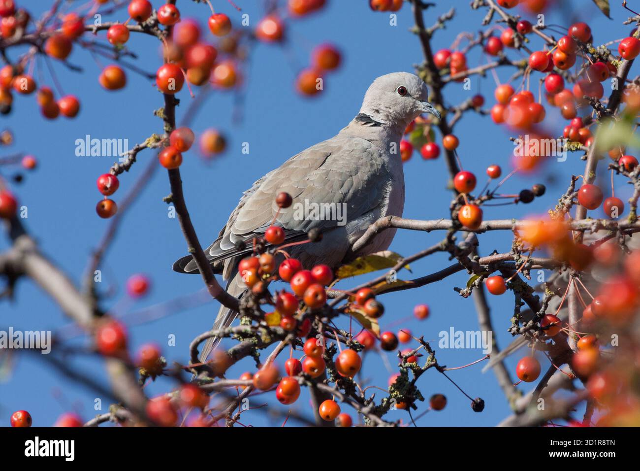 Pigeon assis dans un arbre avec des fruits mûrs Banque D'Images