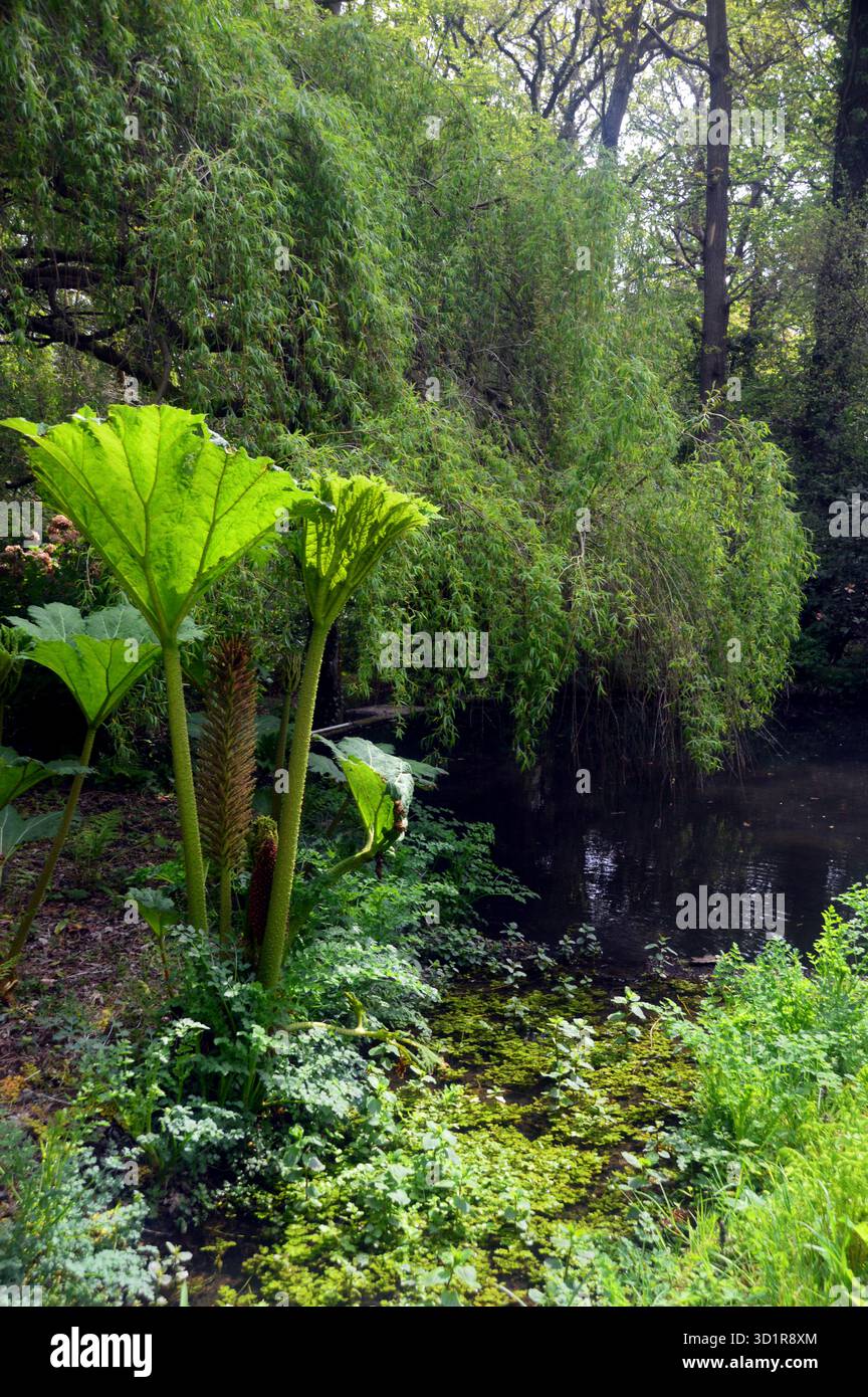 Gunnera Tinctoria plante de 'rhubarbe géant' exposée près de l'étang Azalea Bowl / lac à Exbury Gardens, New Forest, Hampshire, Angleterre, Royaume-Uni Banque D'Images