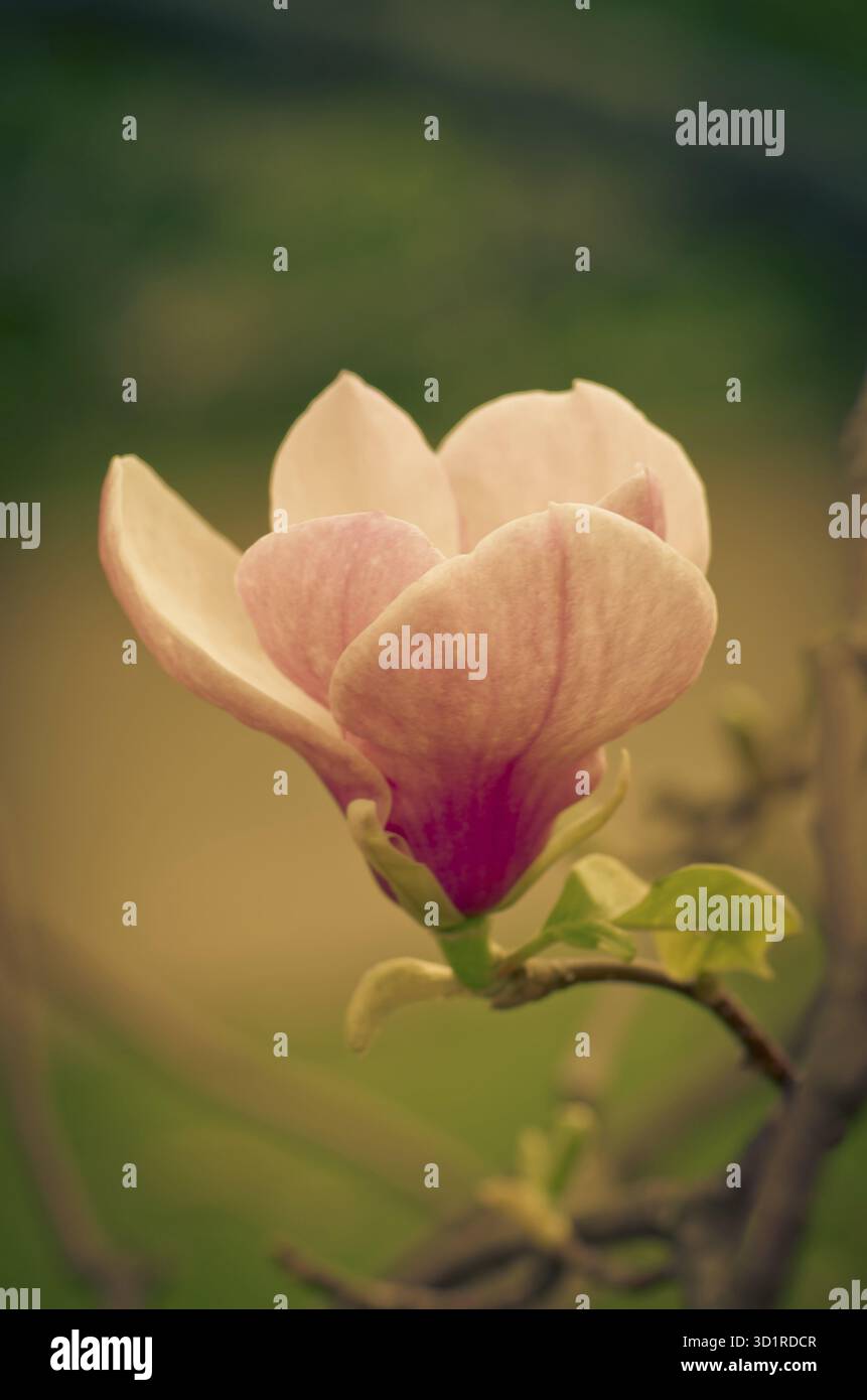 Belle fleur de magnolia rose Banque D'Images