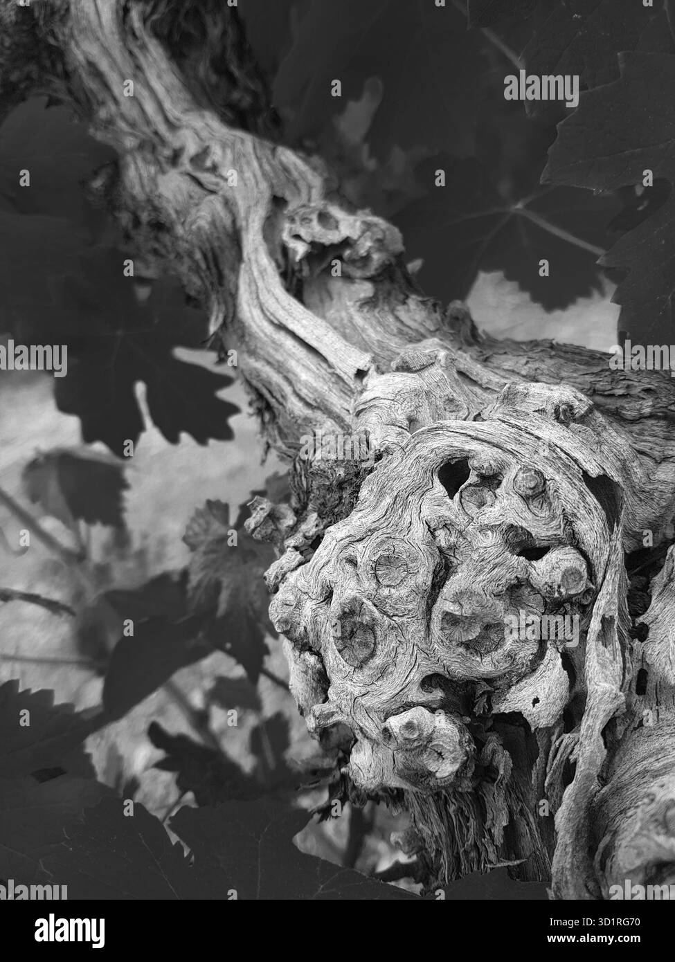 Tronc et des feuilles de vigne avec un résumé des détails en noir et blanc de l'humeur Banque D'Images