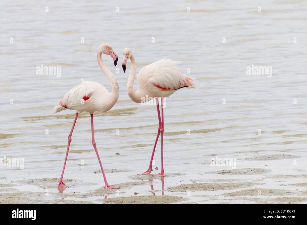 Deux flamants roses courtisants sur la rive du lac salé de Larnaca dans l'île de Chypre Banque D'Images