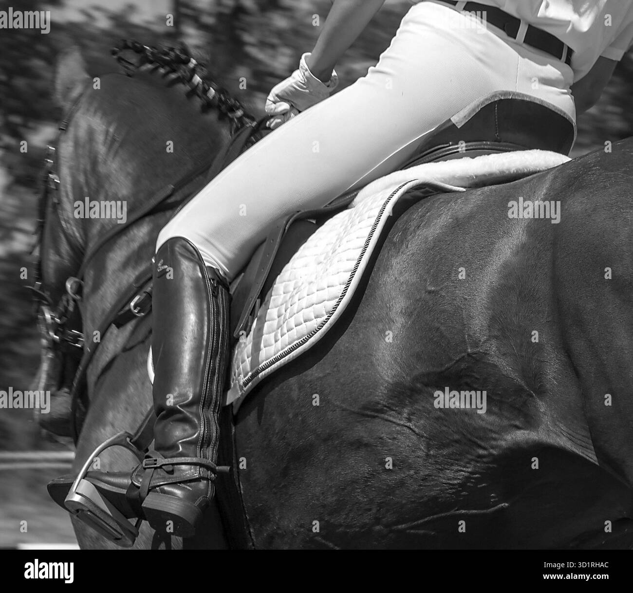 Cheval noir, selle avec étriers sur étalon - cheval courant, photo noir et blanc Banque D'Images