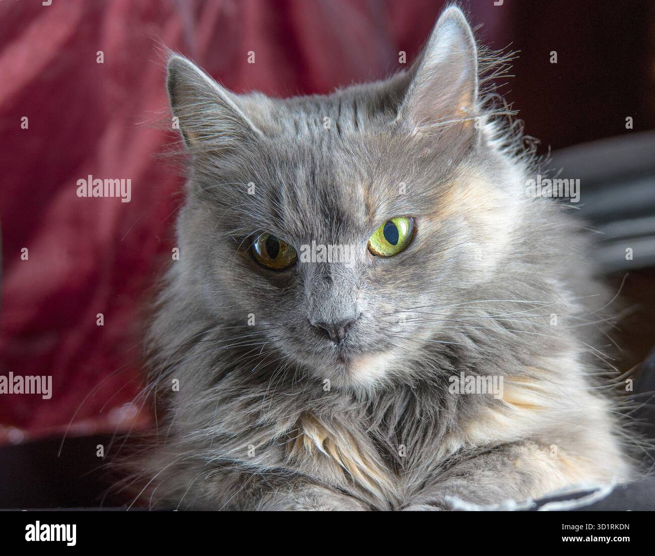 Visage de chat mignon sur fond rouge profond Banque D'Images