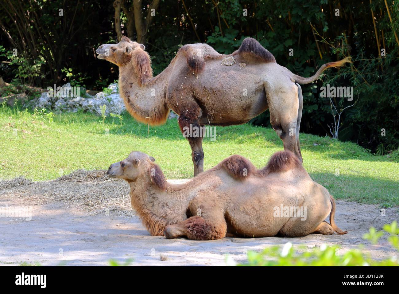 Deux chameaux (camelus) par une journée ensoleillée dans la nature. Banque D'Images