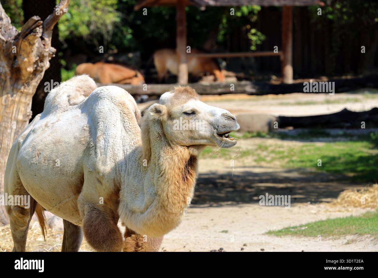 Un chameau (camelus) profite de la journée ensoleillée dans la nature. Banque D'Images