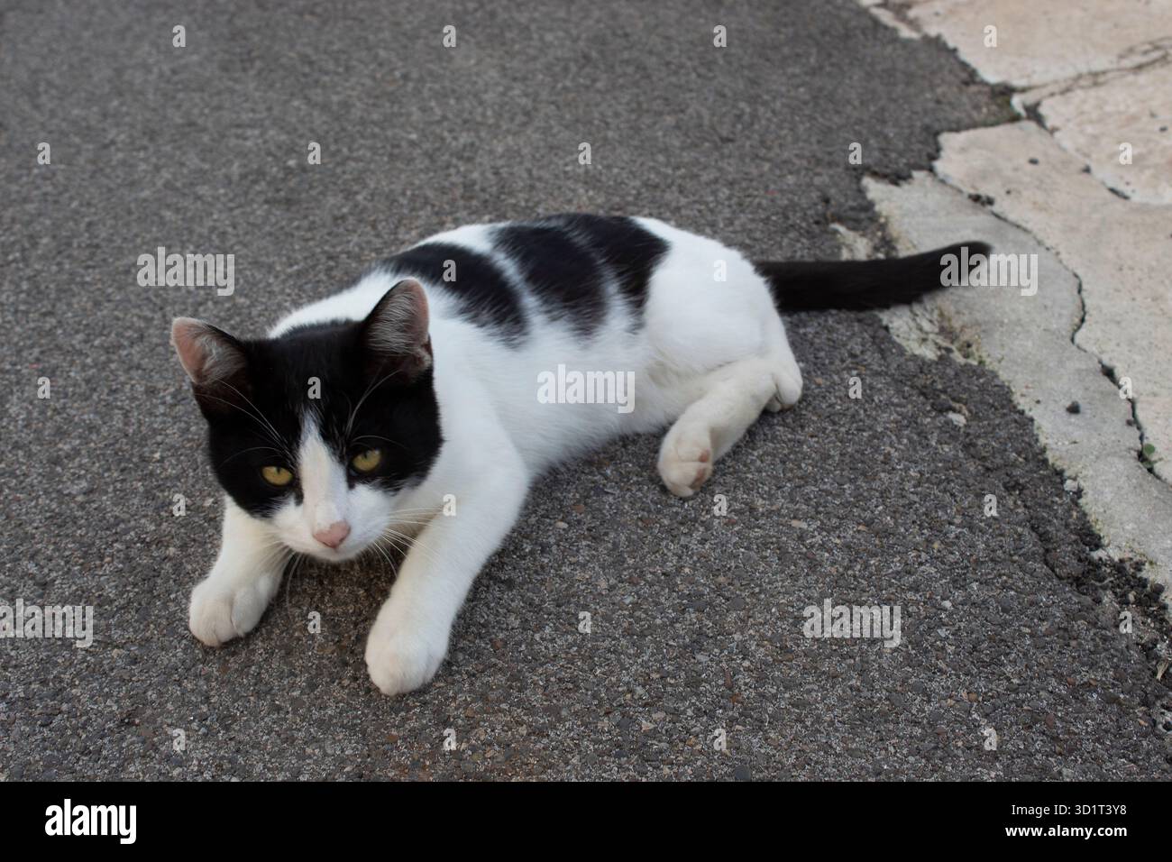 Chat à poil long debout ou marchant sur un porche avec un fond herbeux. Scène extérieure à la lumière naturelle, montrant un chat domestique avec Explor de fourrure moelleux Banque D'Images