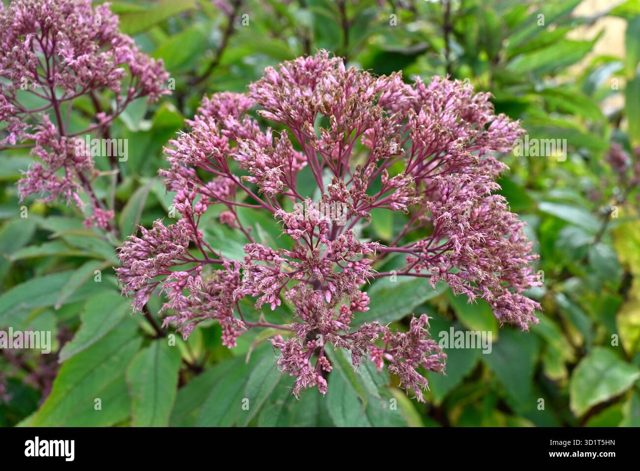 Fleurs d'automne rose moelleuses d'Eupatorium maculatum, également connu sous le nom de herbe tachetée Joe Pye poussant dans le jardin britannique septembre Banque D'Images