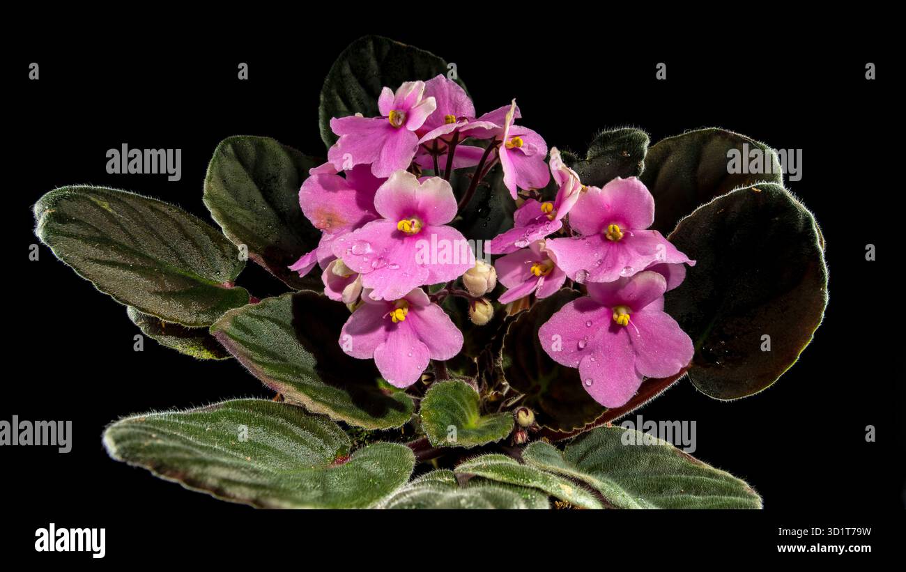 Fleurs de Viola rose sur fond noir Banque D'Images