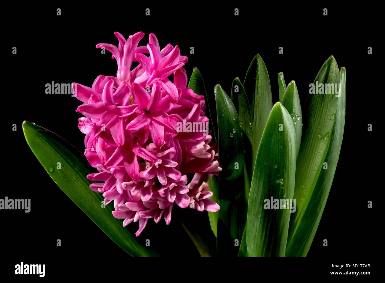Fleur de jacinthe rose sur fond noir Banque D'Images