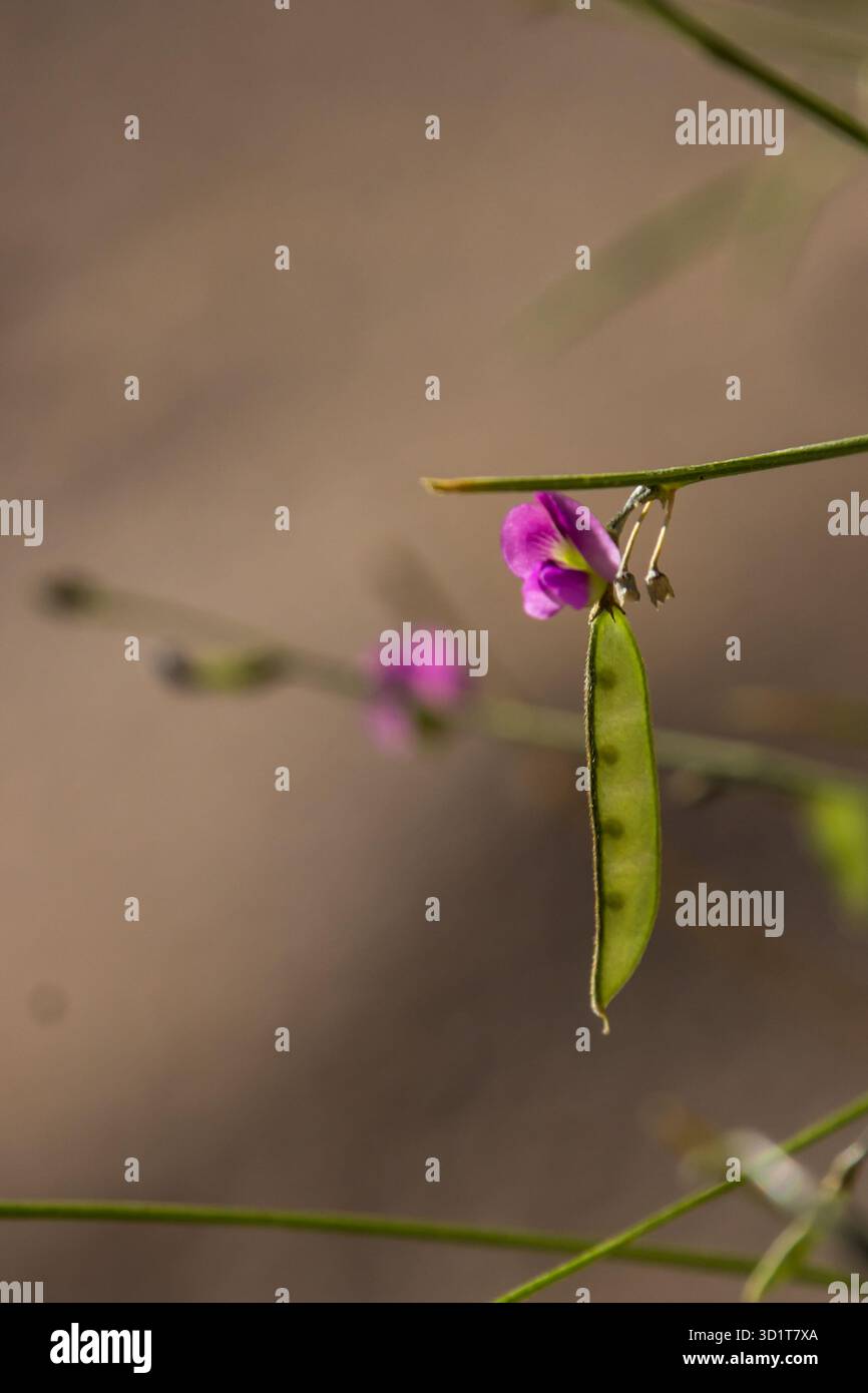 Une délicate gousse de fleurs sauvages violettes et de graines. Banque D'Images
