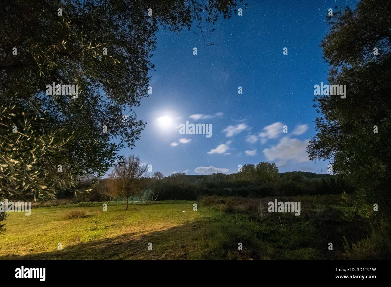 Nuit au clair de lune : champ tranquille avec silhouette d'arbre solitaire sous un ciel étoilé avec nuages Banque D'Images