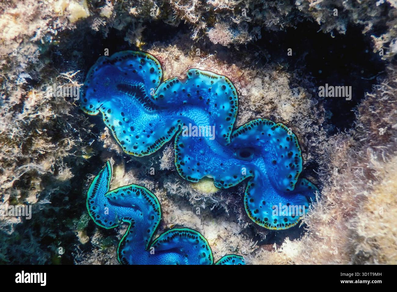 Maxima palourdes (Tridacna maxima) sous l'eau Banque D'Images