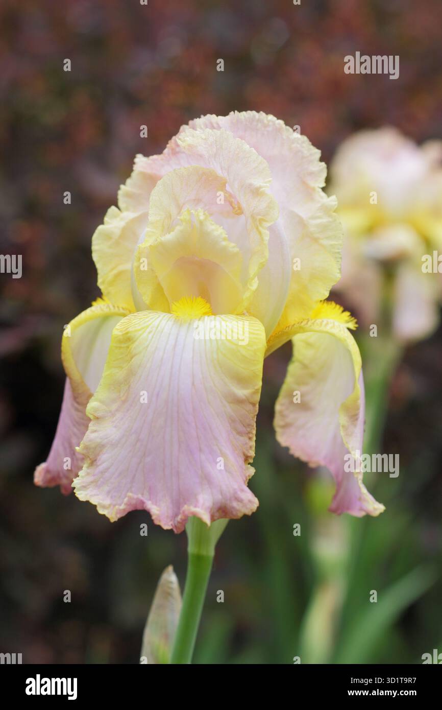 Grande Iris Chantilly barbu, fleurs rose pâle à la fin du printemps, début de l'été Banque D'Images