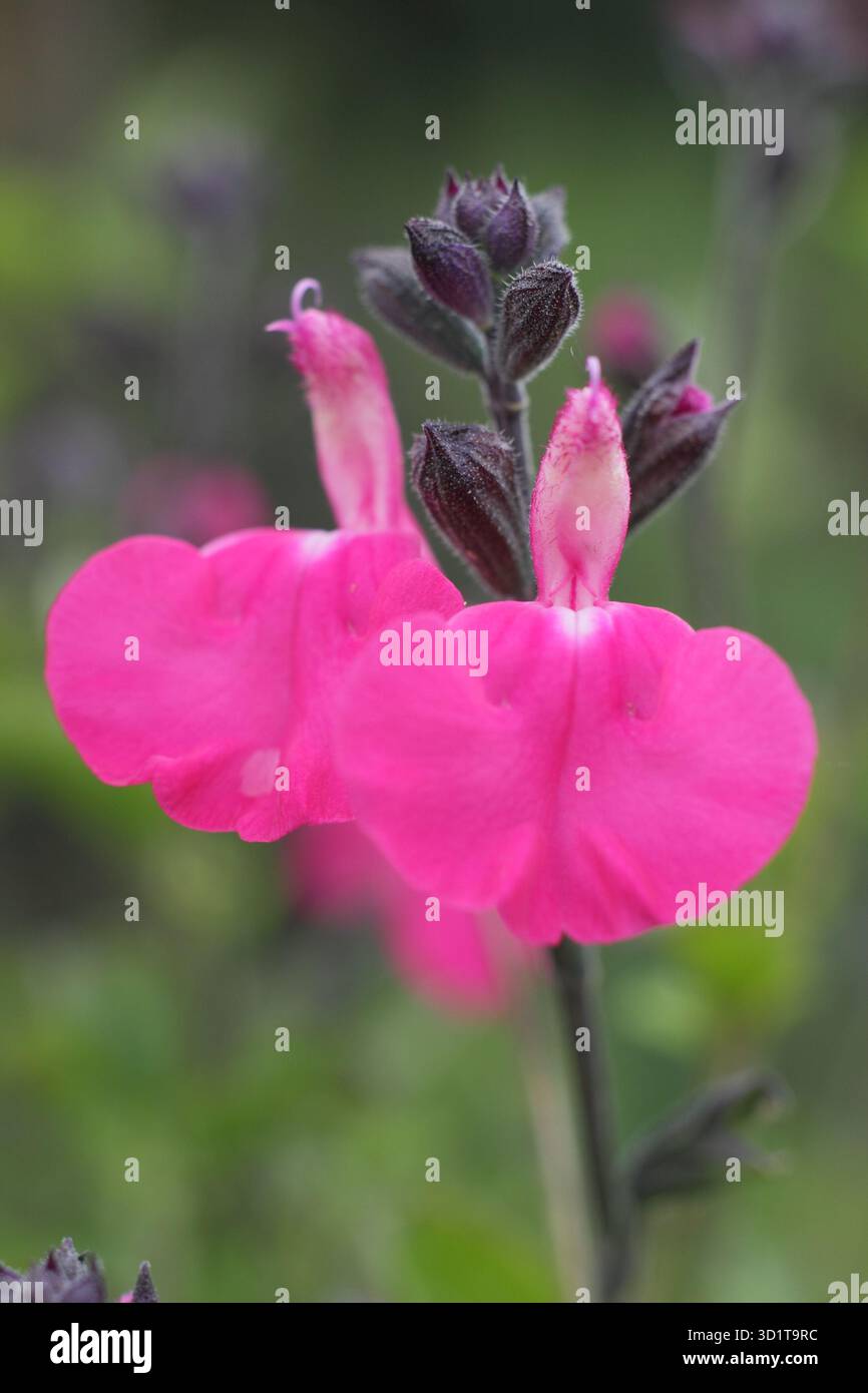 Salvia microphylla 'Wild Watermelon', une plante de sauge rose vif aromatique et à longue floraison à la fin de l'été. ROYAUME-UNI Banque D'Images