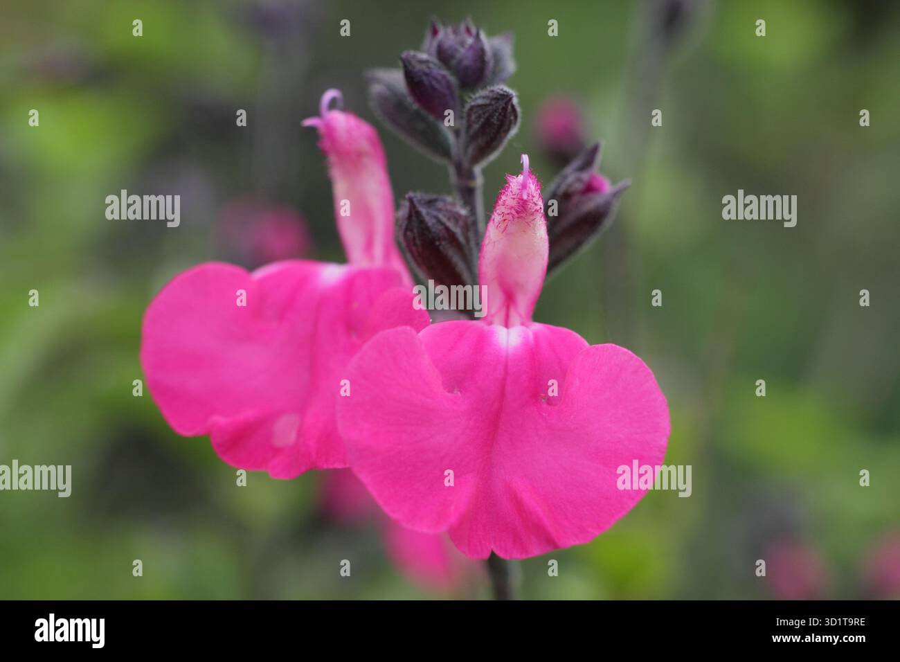 Salvia microphylla 'Wild Watermelon', une plante de sauge rose vif aromatique et à longue floraison à la fin de l'été. ROYAUME-UNI Banque D'Images