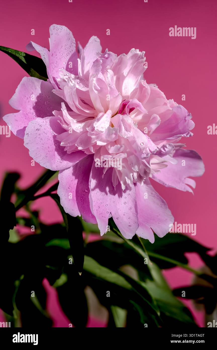 Pivoine rose fleurie sur un fond rose Banque D'Images