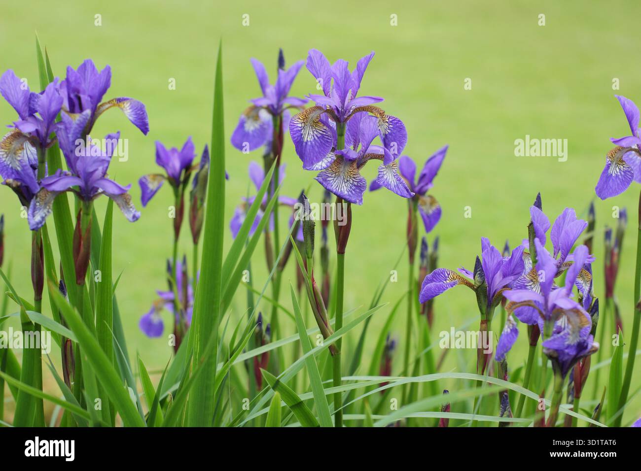 Iris sibérien nuit tropicale. Iris sibirica Tropic nuit. Fleurs bleues avec des marques jaunes. Banque D'Images