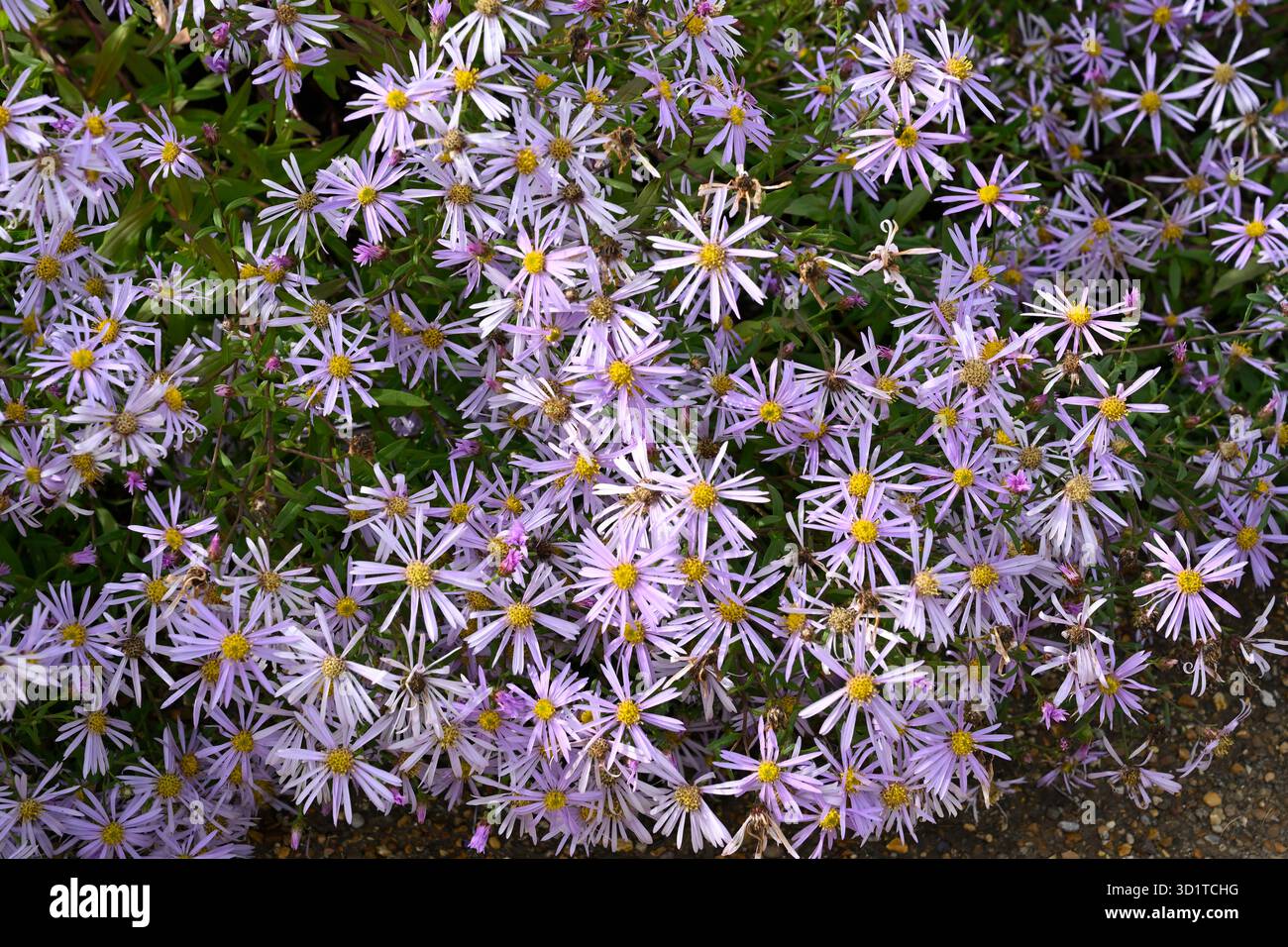 Fleurs roses de fin d'été de Michaelmas Daisy Aster pyrenaeus 'Lutetia UK jardin septembre Banque D'Images