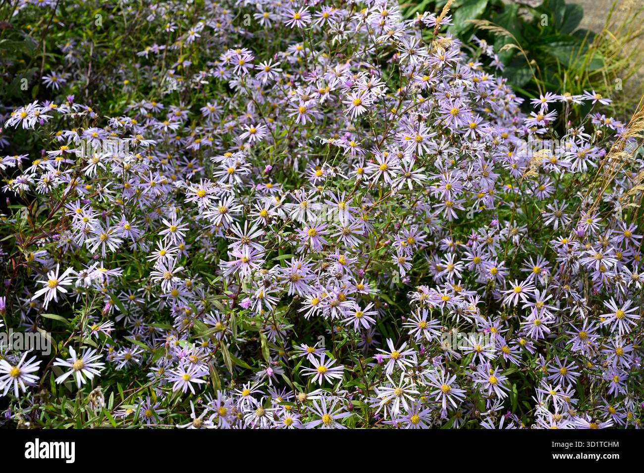 Fleurs roses de fin d'été de Michaelmas Daisy Aster pyrenaeus 'Lutetia UK jardin septembre Banque D'Images