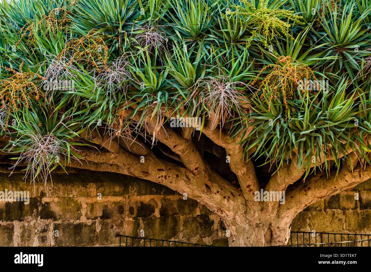La fortification sanitaire Lazareto de Maó (Hôpital Maó), Menorce, Espagne Banque D'Images
