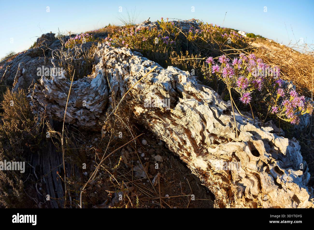 Thym à tête conique (Thymbra capitata) fleurs parmi les troncs de bois mort tombés dans la campagne de Porto Saler (Formentera, Îles Baléares, Espagne) Banque D'Images