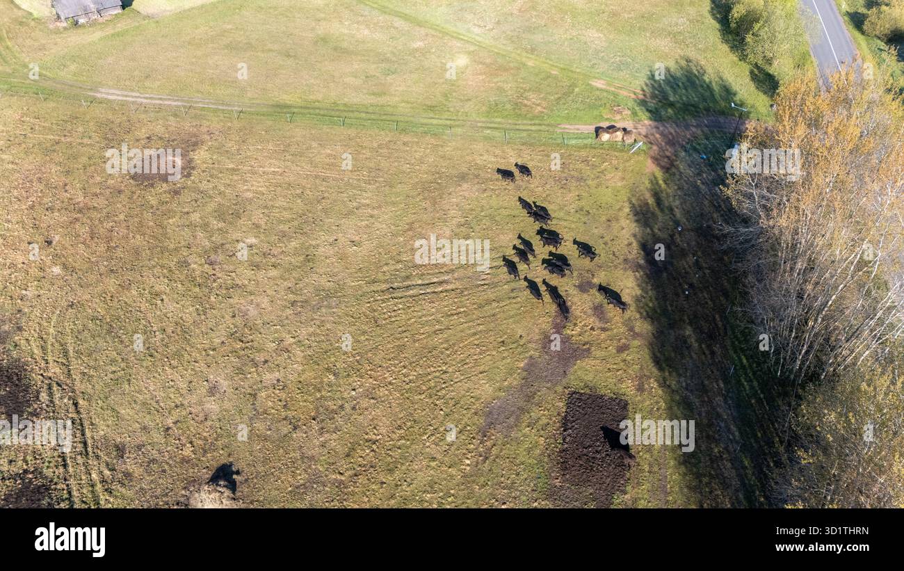 Vue aérienne d'un troupeau de vaches qui paissent dans un champ herbeux. Banque D'Images