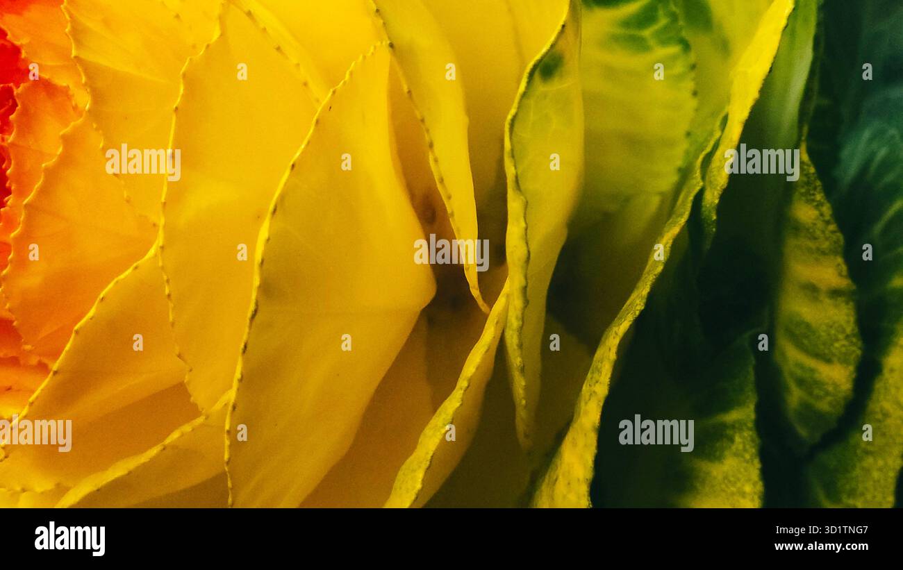 Macro abstraite de feuilles jaunes et vertes avec texture naturelle Banque D'Images