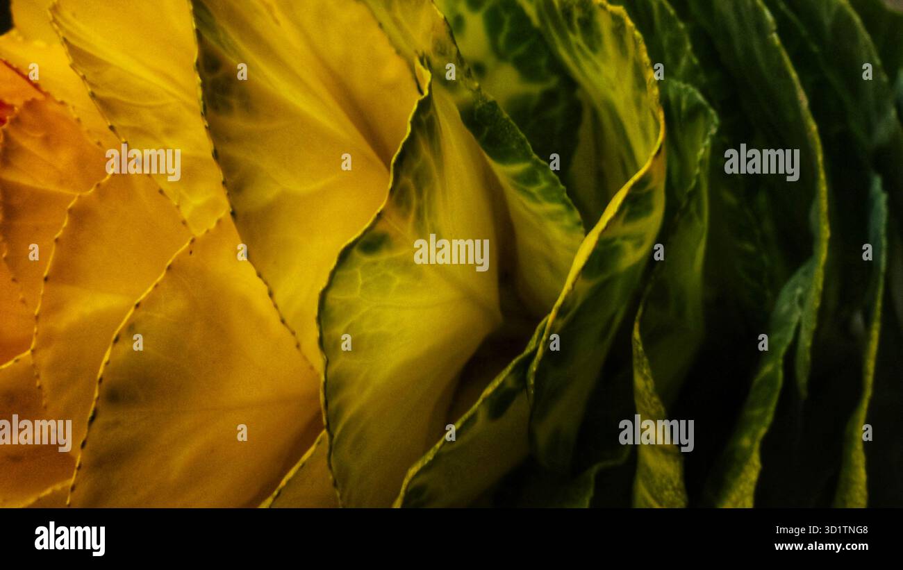 Macro abstraite de feuilles jaunes et vertes avec texture naturelle Banque D'Images