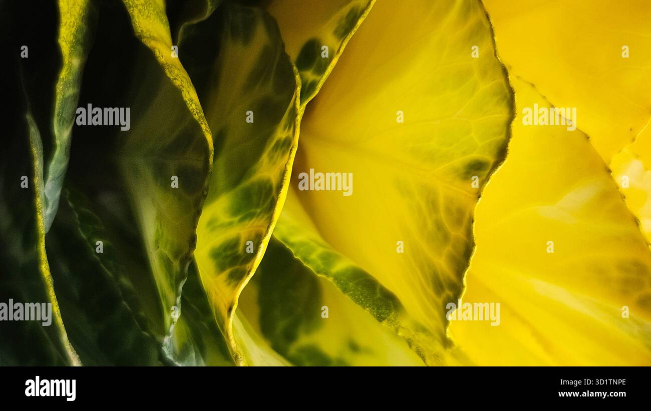 Macro abstraite de feuilles jaunes et vertes avec texture naturelle Banque D'Images