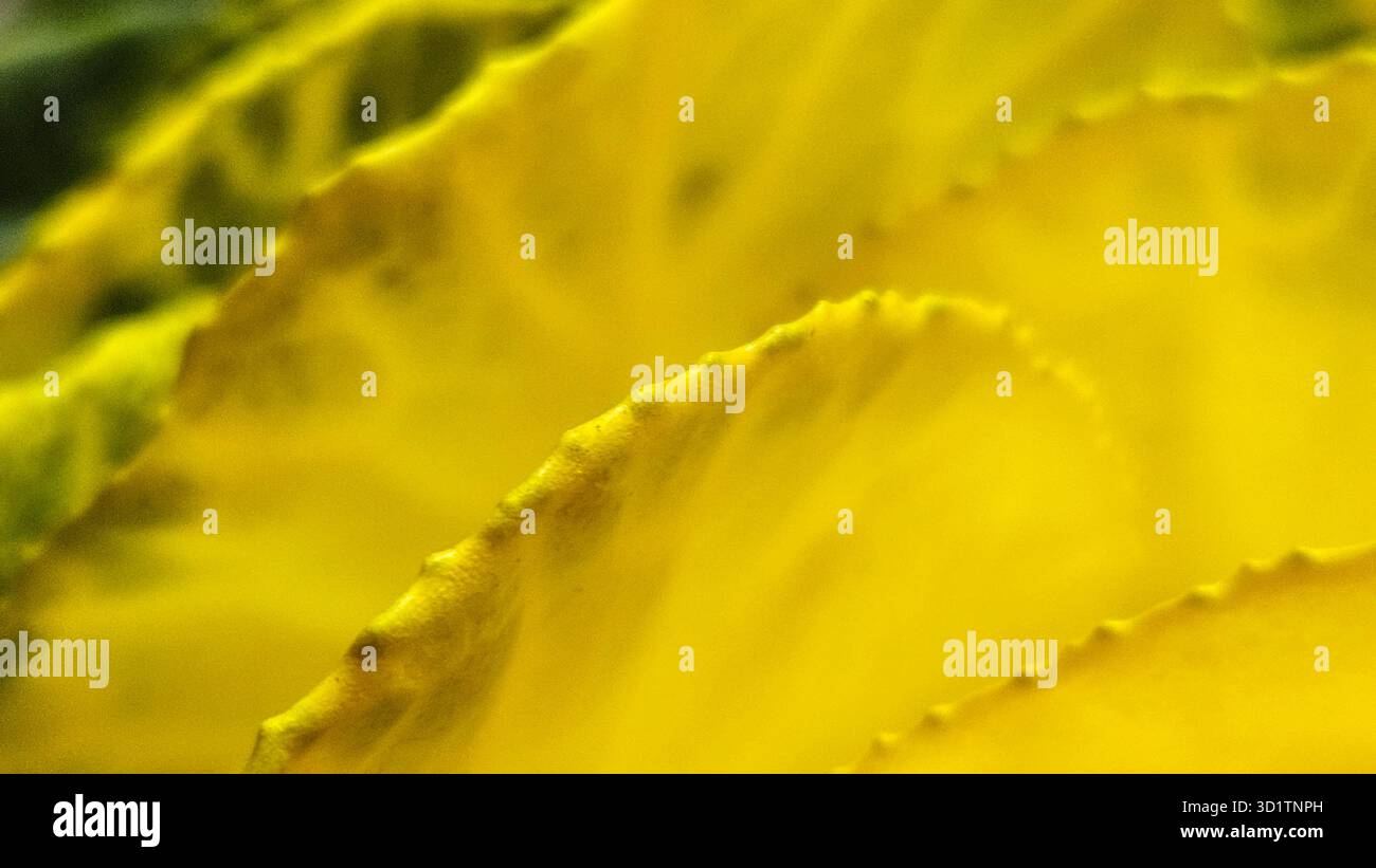Macro abstraite de feuilles jaunes et vertes avec texture naturelle Banque D'Images
