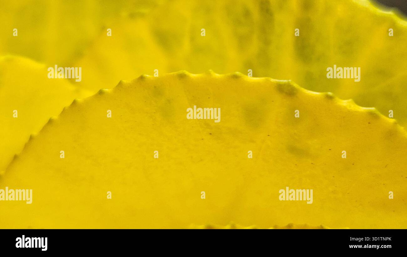 Macro abstraite de feuilles jaunes et vertes avec texture naturelle Banque D'Images