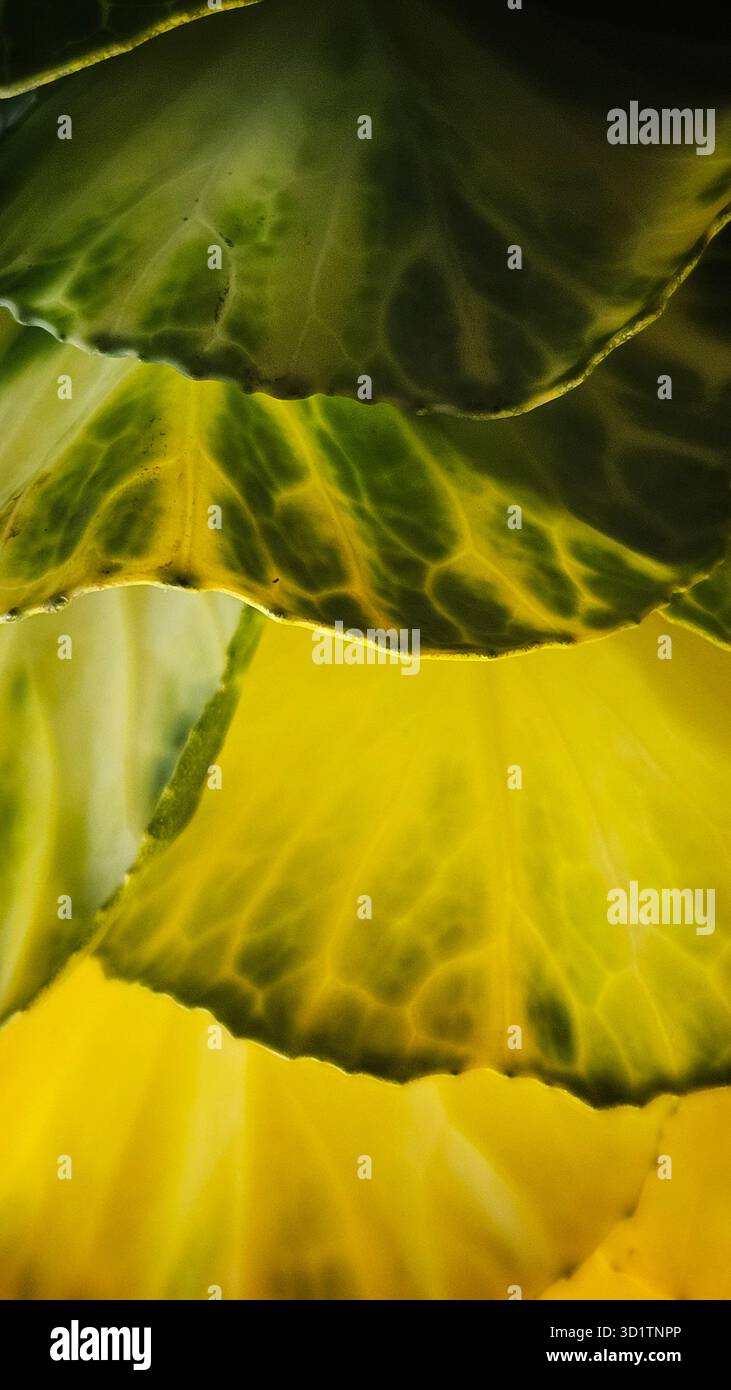 Macro abstraite de feuilles jaunes et vertes avec texture naturelle Banque D'Images