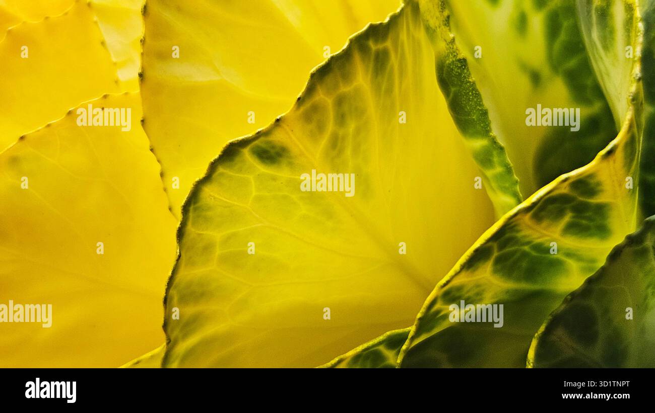 Macro abstraite de feuilles jaunes et vertes avec texture naturelle Banque D'Images