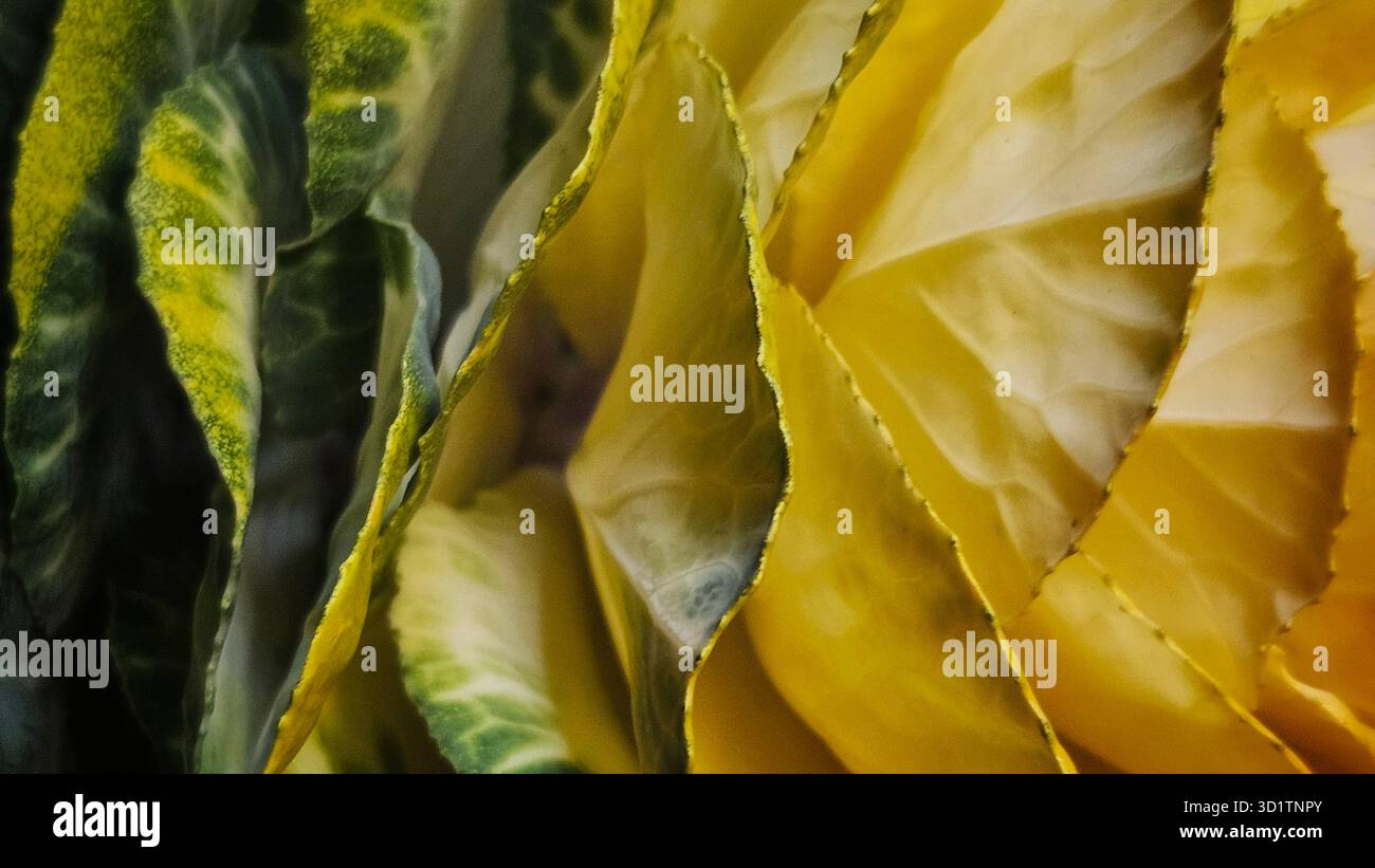 Macro abstraite de feuilles jaunes et vertes avec texture naturelle Banque D'Images