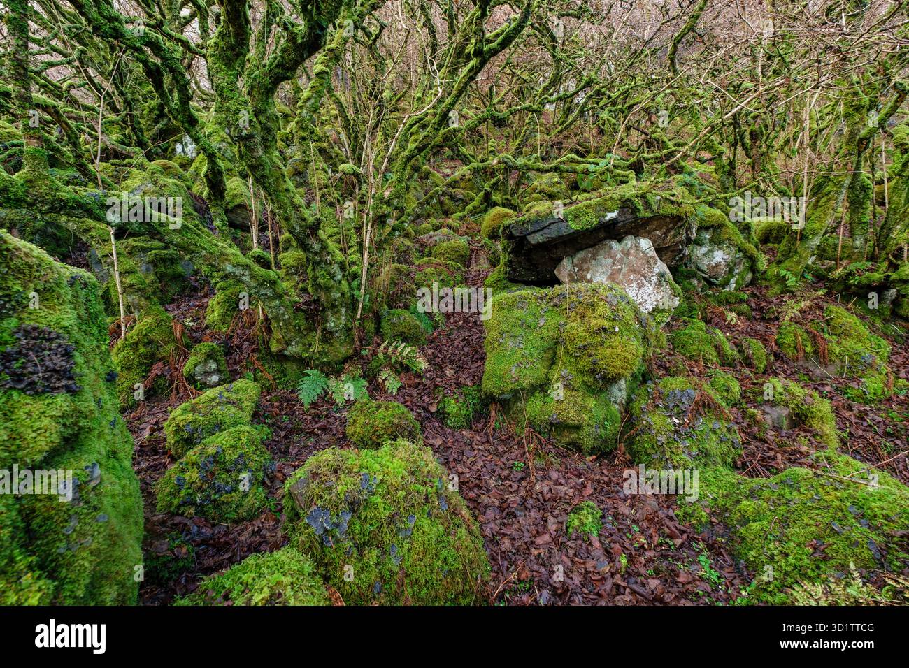 Forêt humide Banque D'Images
