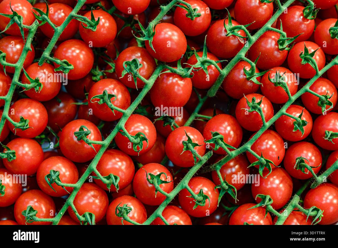 Tomates cerises Banque D'Images