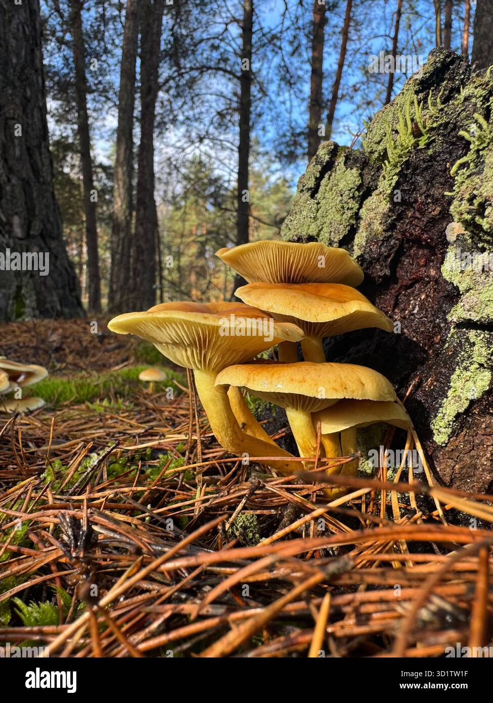 Champignon Tuft au soufre. Pousse dans une forêt de pins près d'une vieille souche. Cueillette de champignons d'automne. Banque D'Images