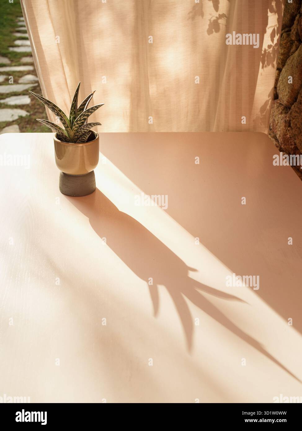 Succulent en pot et son ombre sur la table blanche et les rideaux de patio ensoleillés Banque D'Images