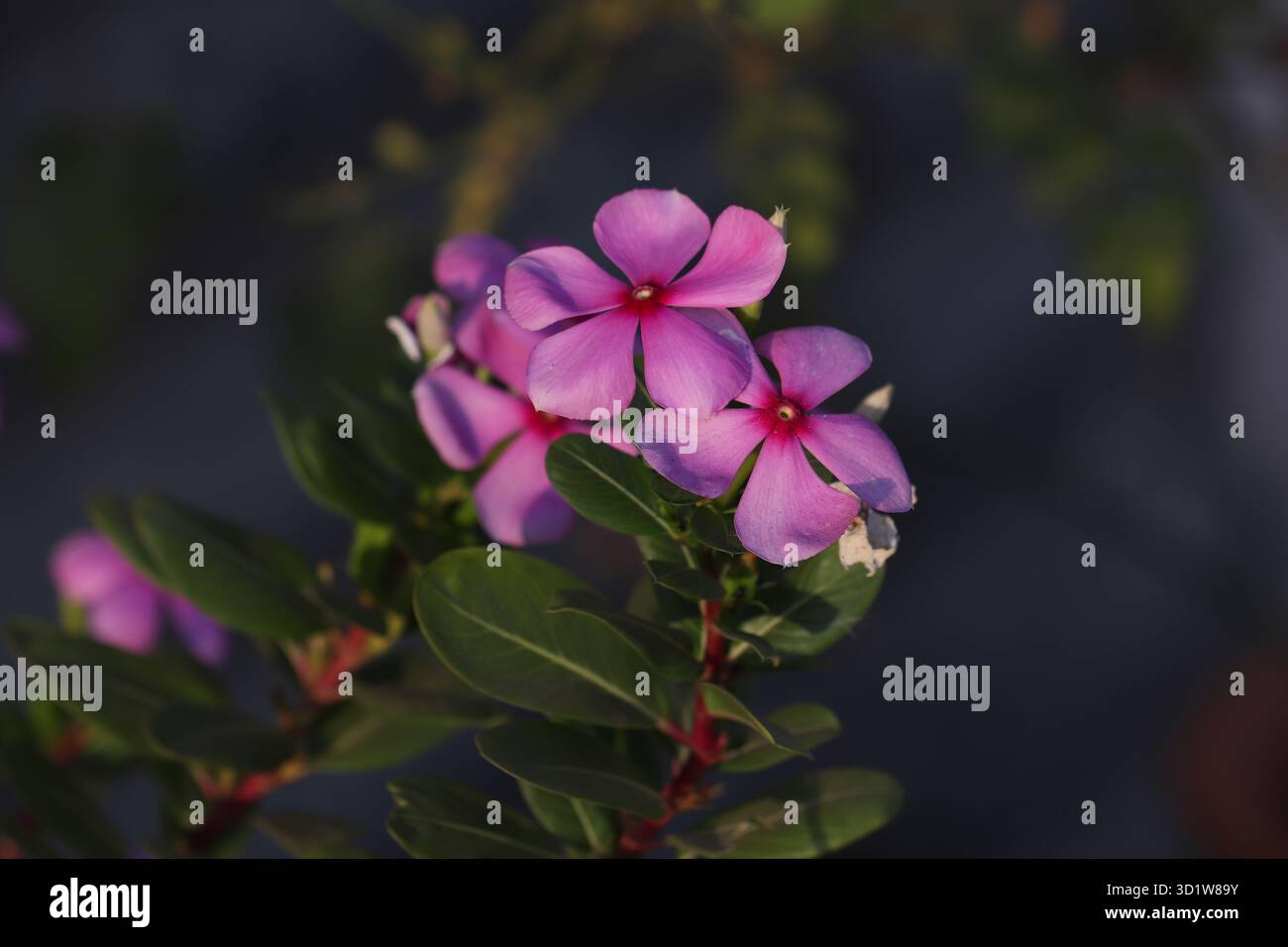 « Ramenez la nature à la maison 🌸 superbes photographies de fleurs à vendre – des fleurs vibrantes capturées dans des cadres intemporels. Laissez chaque pétale raconter une histoire de beauté Banque D'Images