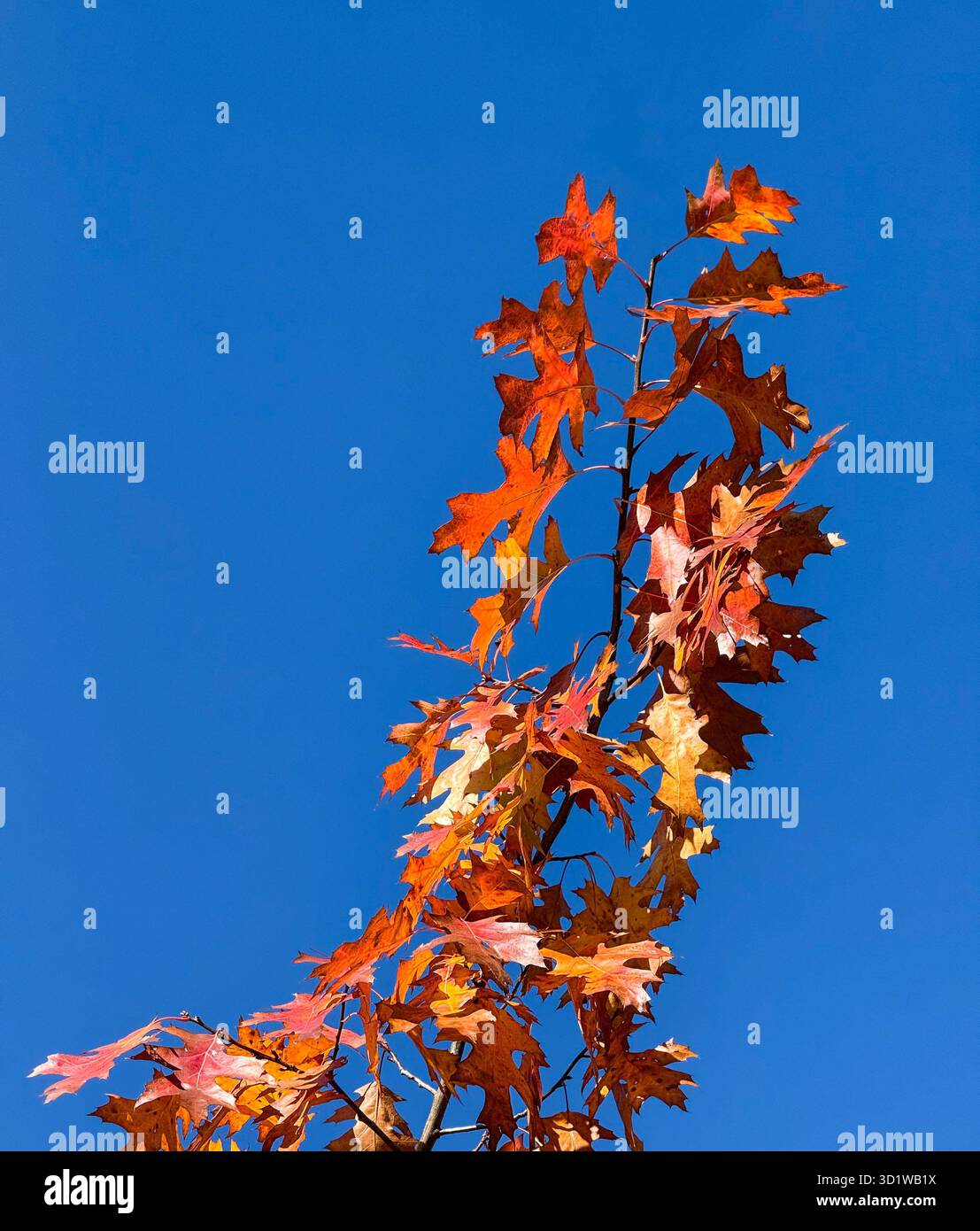 Branche de chêne rouge dans les couleurs d'automne isolé contre un ciel bleu clair. Les feuilles sont en rouge et or. Banque D'Images