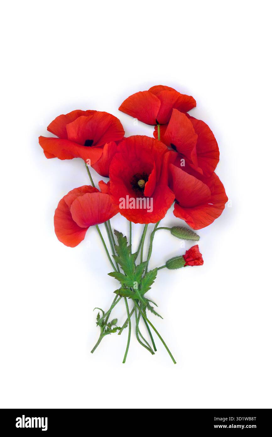 Fleurs coquelicots rouges ( pavot de maïs, rose de maïs, pavot des champs ) sur fond blanc avec espace pour le texte. Vue de dessus, pose à plat Banque D'Images