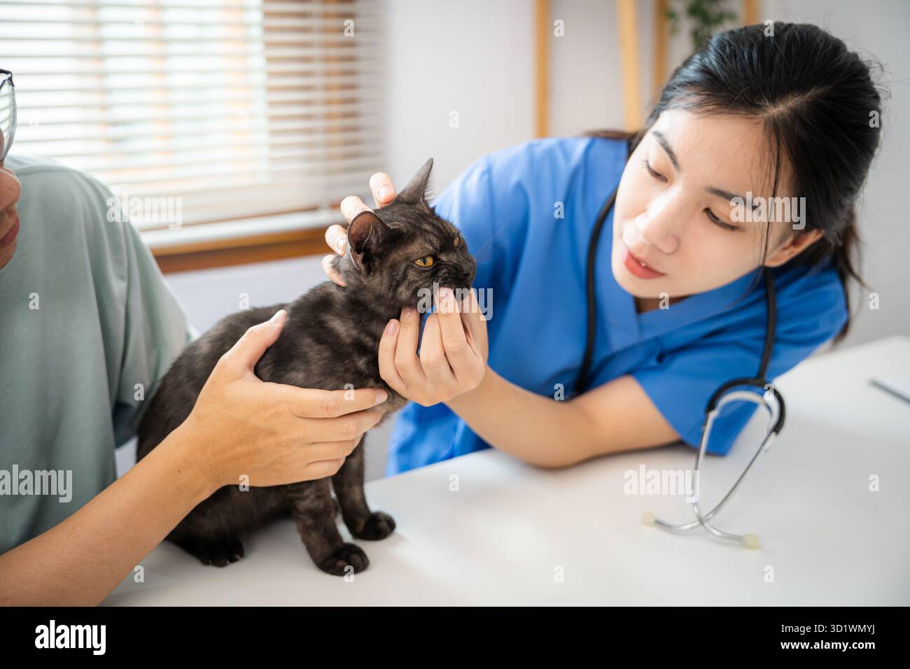Vétérinaire professionnel aide le chat. chat propriétaire tenant l'animal sur les mains. Chat sur la table d'examen de la clinique vétérinaire. Vétérinaire c Banque D'Images
