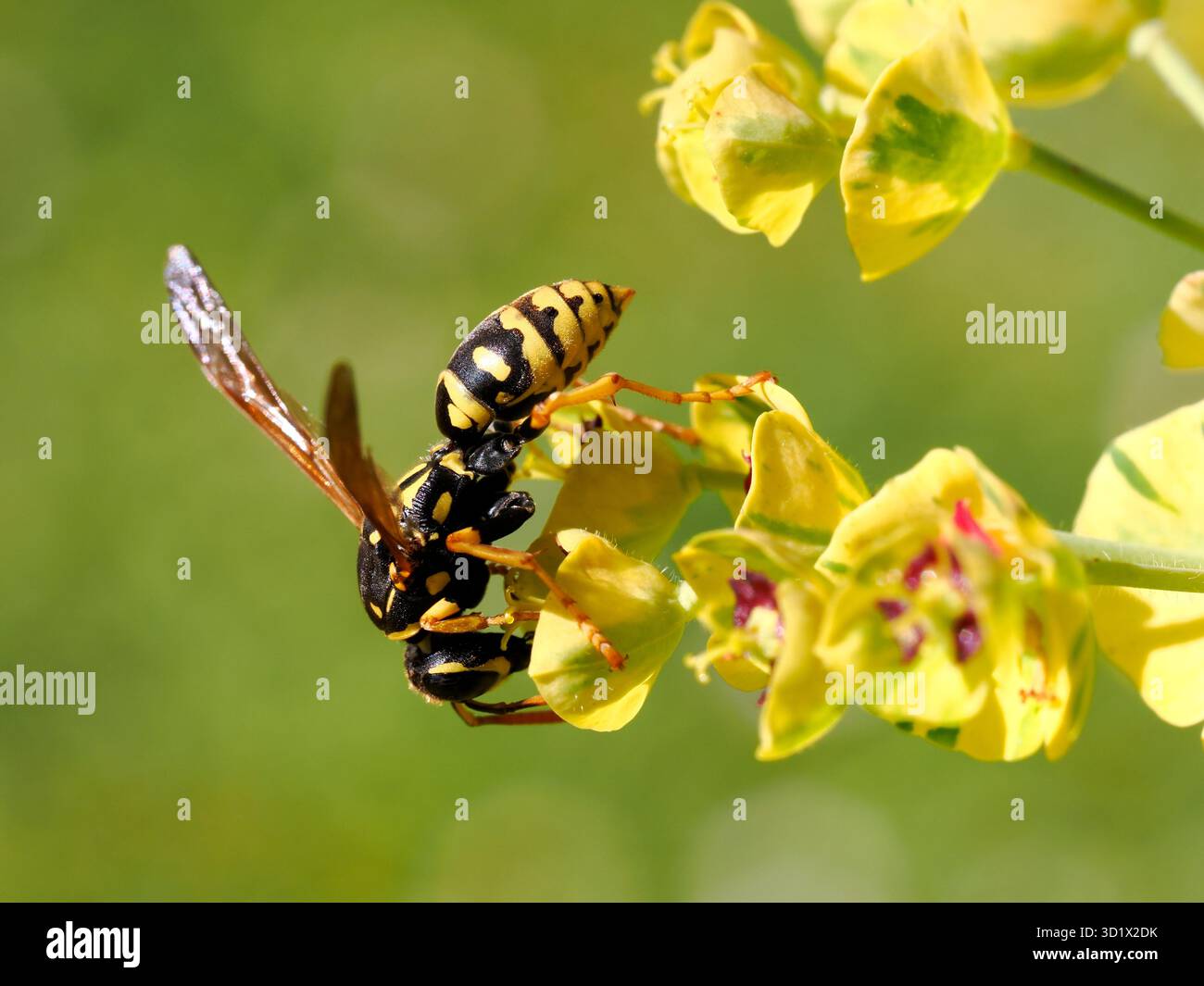 Macro de guêpe (Polistes gallicus) vue de profil sur fleur d'euphorbe Banque D'Images