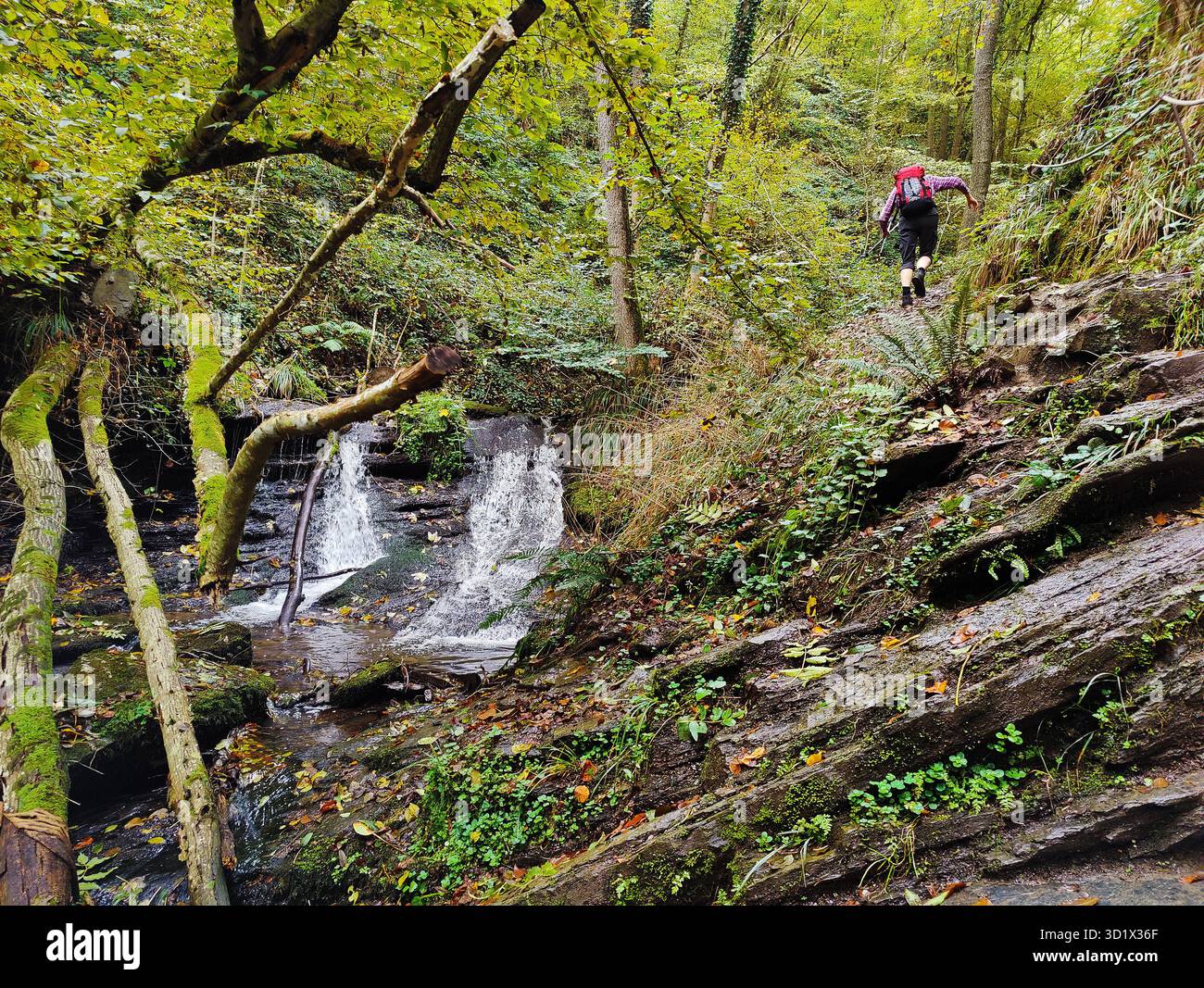 Randonneur dans le Hoelzbachklamm avec petite cascade, Morbach, Rhénanie-Palatinat, Allemagne, Europe Banque D'Images