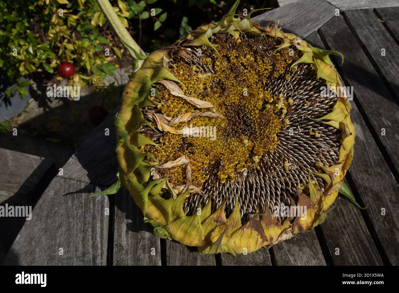 Tête de tournesol géante mongole montrant des graines en octobre dans le jardin surrey Angleterre Banque D'Images