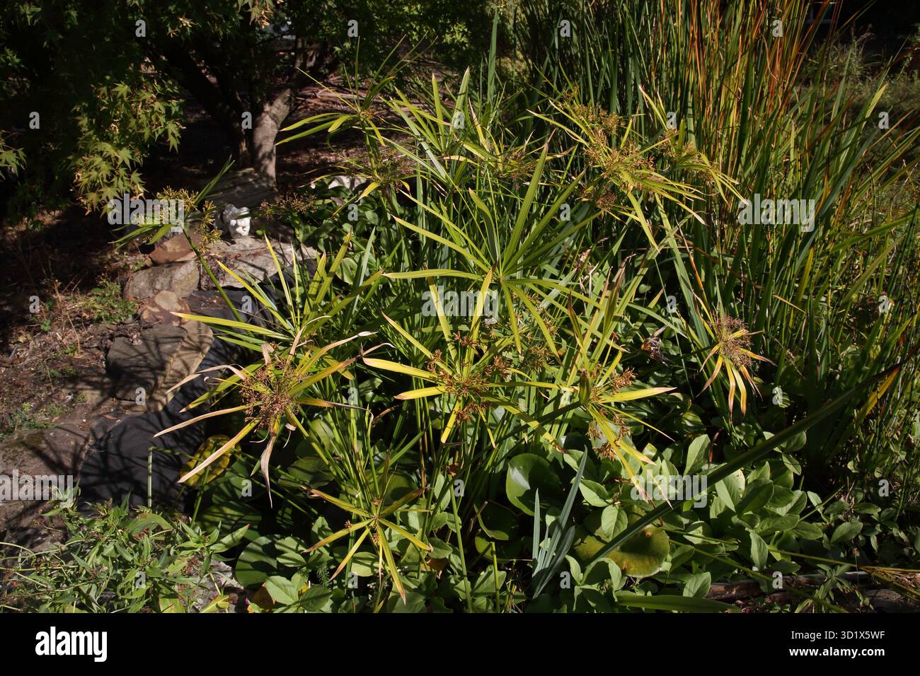 Papyrus et roseaux poussant dans un étang dans Garden Surrey Banque D'Images